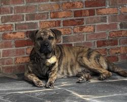 Shelter Stray Male Dog last seen Clinton Dr/Fairfield Dr, Gastonia, NC, 1491 Business Park Ct, Gastonia, NC 28052, USA