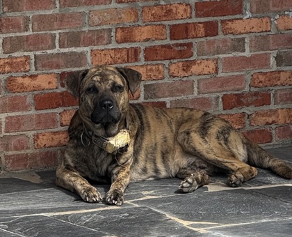 Shelter Stray Male Dog last seen Clinton Dr/Fairfield Dr, Gastonia, NC, 1491 Business Park Ct, Gastonia, NC 28052, USA