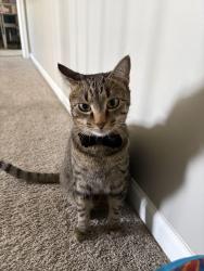 Reunited Male Cat last seen Andrew Trail, Montgomery, IL 60538