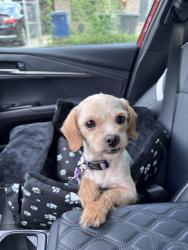 Reunited Female Dog last seen Colfax St, San Antonio, TX 78228