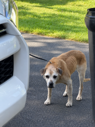Reunited Female Dog last seen Old Beason Well Rd, Kingsport, TN 37660