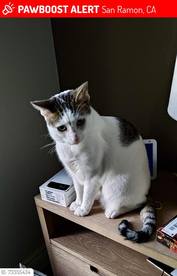 Lost Male Cat last seen Fallview St and Fallen Leaf Circle, San Ramon, CA 94583
