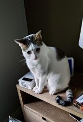 Lost Male Cat last seen Fallview St and Fallen Leaf Circle, San Ramon, CA 94583