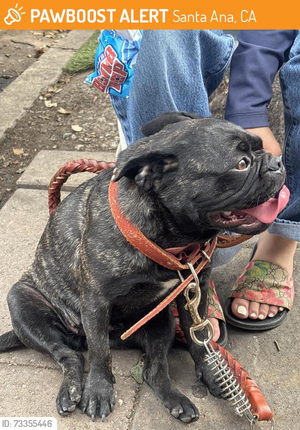 Found/Stray Female Dog last seen Oak and anahurst, Santa Ana, CA 92707