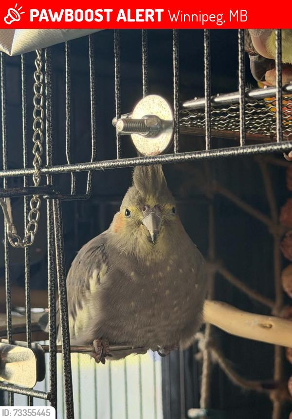 Lost Female Bird last seen fort richmond, Winnipeg, MB 