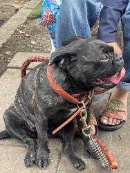 Found/Stray Female Dog last seen Oak and anahurst, Santa Ana, CA 92707