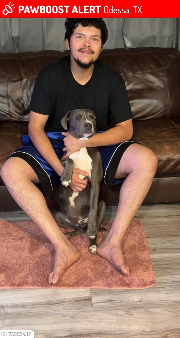 Lost Male Dog last seen Alley of 1202 E 42nd Street, Odessa, TX 79762