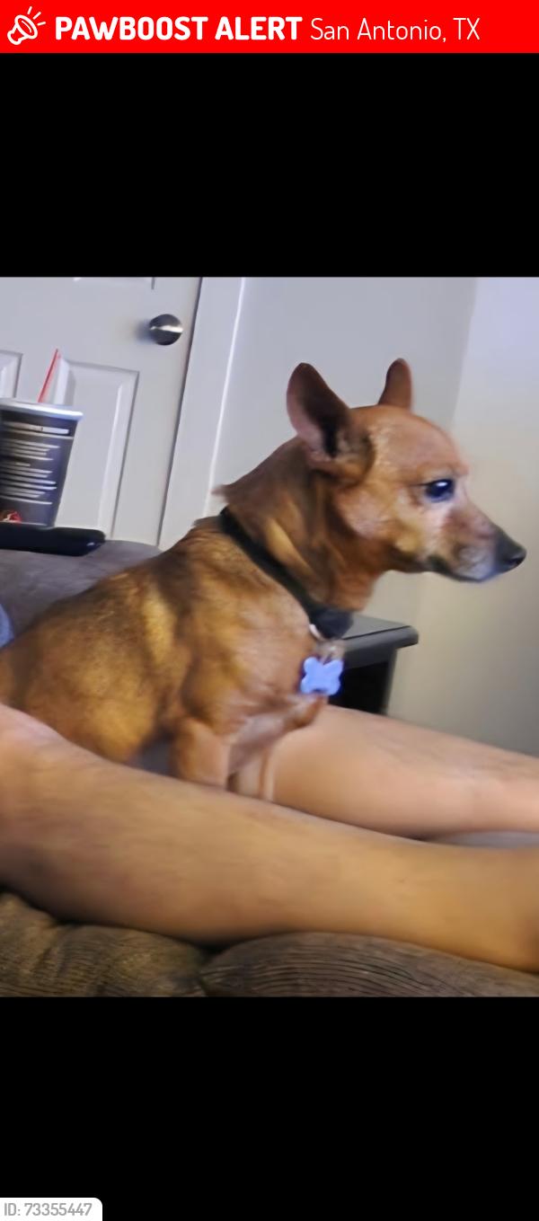 Lost Male Dog last seen Jackson Keller and San Pedro ave or blanco rd, San Antonio, TX 78216