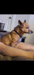 Lost Male Dog last seen Jackson Keller and San Pedro ave or blanco rd, San Antonio, TX 78216