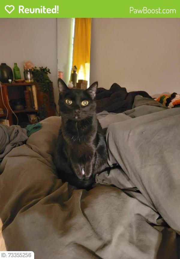 Reunited Female Cat last seen Down Lowry street off of La France street. Near the candler park Marta station, Atlanta, GA 30307