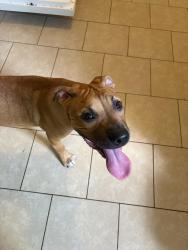Found/Stray Male Dog last seen New Osborne Turnpike, Richmond, VA 23231