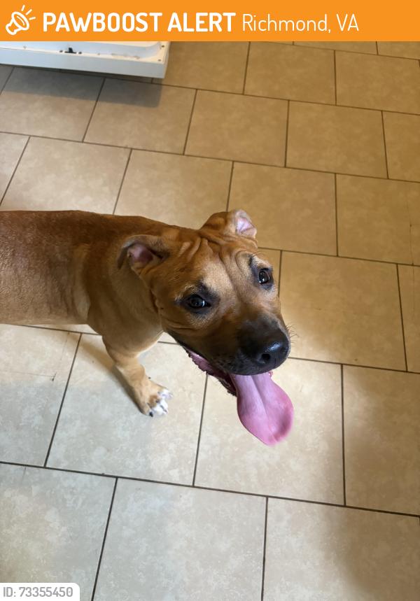 Found/Stray Male Dog last seen New Osborne Turnpike, Richmond, VA 23231