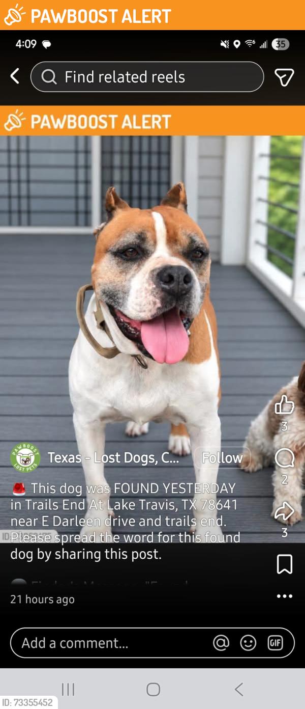 Found/Stray Male Dog last seen East Darleen Drive, Trails End At Lake Travis, TX 78641