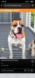 Found/Stray Male Dog last seen East Darleen Drive, Trails End At Lake Travis, TX 78641