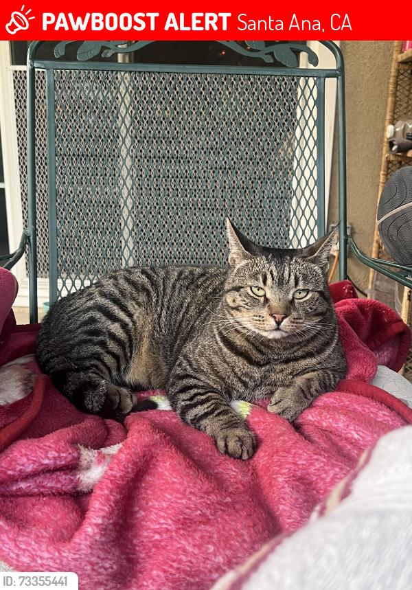 Lost Male Cat last seen Avalon and Catalina Ave., Santa Ana, CA 92705