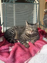 Lost Male Cat last seen Avalon and Catalina Ave., Santa Ana, CA 92705