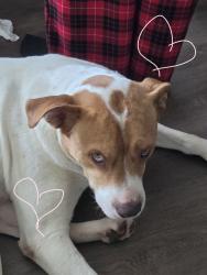 Lost Male Dog last seen Burma and Azalea, Mobile, AL 36693