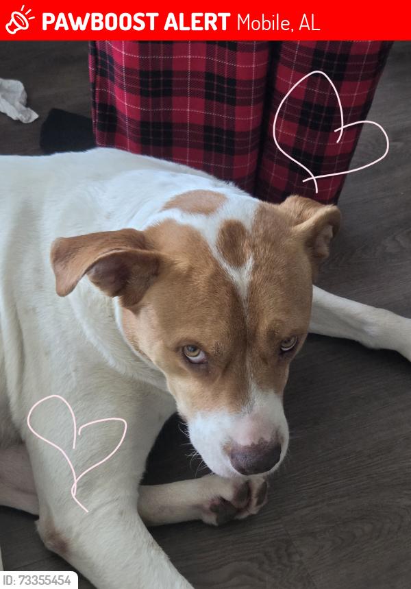 Lost Male Dog last seen Burma and Azalea, Mobile, AL 36693