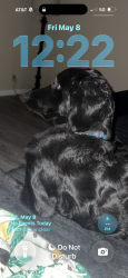 Reunited Male Dog last seen Near Callie ln pleasant view tn, Pleasant View, TN 37146