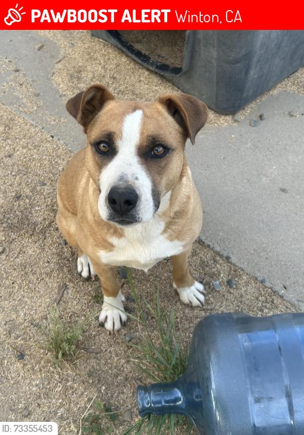 Lost Female Dog last seen Last seen near Winton Way, Ca, Merced County, CA 95312