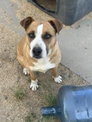 Lost Female Dog last seen Last seen near Winton Way, Ca, Merced County, CA 95312
