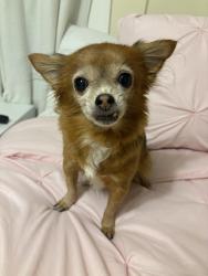 Reunited Female Dog last seen Near S Hebbard St, Joliet, IL 60433, USA, Joliet, IL 60433