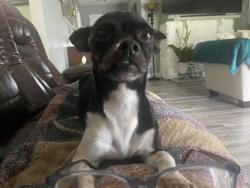 Reunited Female Dog last seen Near Dale Avenu Gretna, Gretna, LA 70056