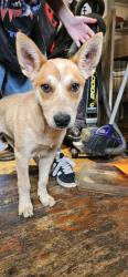 Found/Stray Male Dog last seen Lakeview hope academy elementary, Lakewood, WA 98499