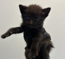 Shelter Stray Male Cat last seen Calle Primera, San Diego, CA, 92173, 5500 Gaines St, San Diego, CA 92110, USA