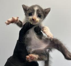 Shelter Stray Male Cat last seen Calle Primera, San Diego, CA, 92173, 5500 Gaines St, San Diego, CA 92110, USA