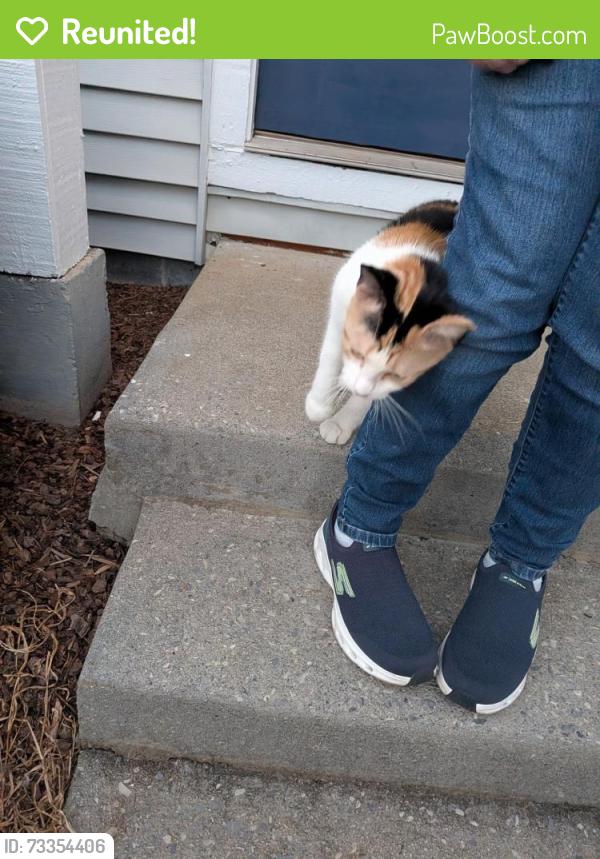 Reunited Unknown Cat last seen Sterling hills apmts, Johnson City, TN 37601