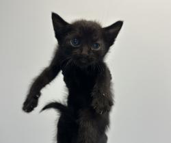 Shelter Stray Male Cat last seen Calle Primera, San Diego, CA, 92173, 5500 Gaines St, San Diego, CA 92110, USA