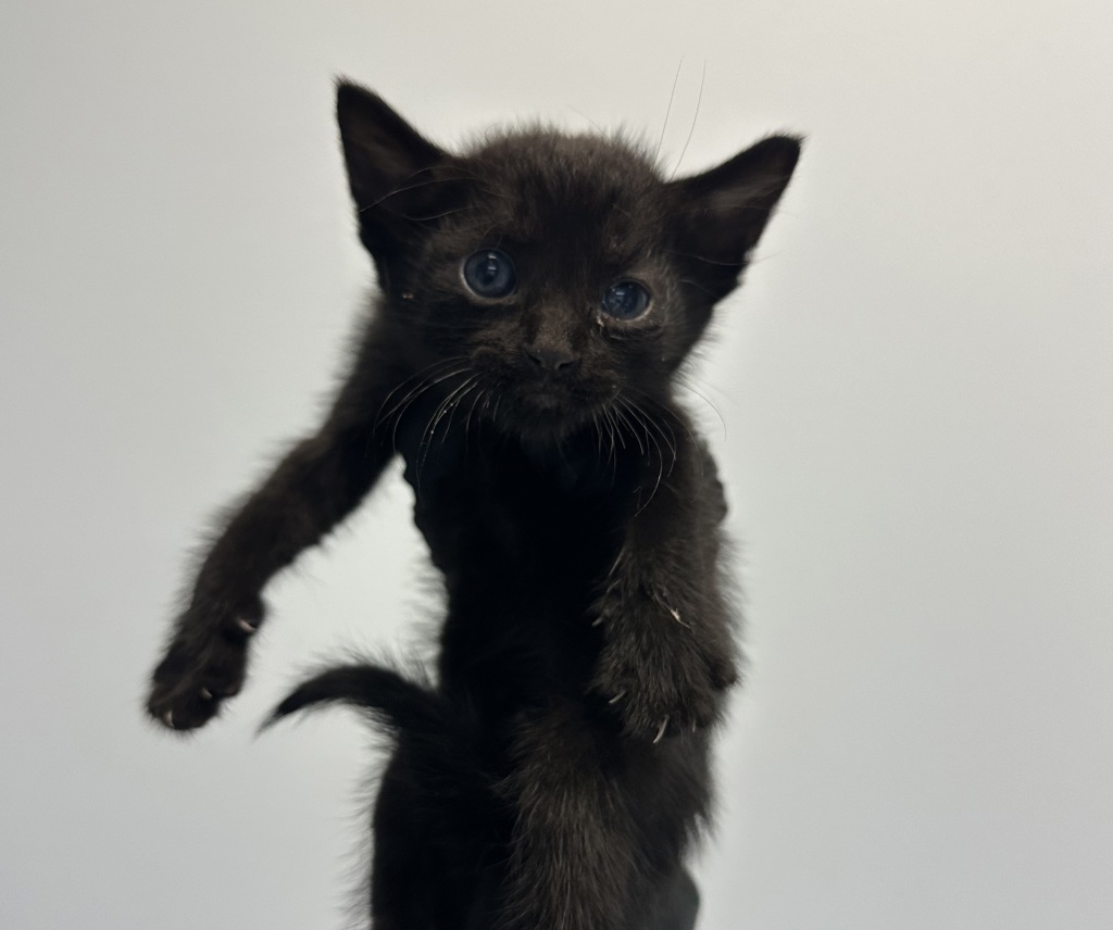 Shelter Stray Male Cat last seen Calle Primera, San Diego, CA, 92173, 5500 Gaines St, San Diego, CA 92110, USA