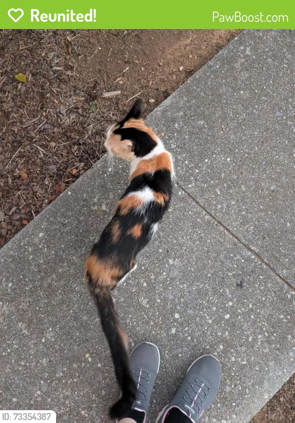 Reunited Unknown Cat last seen Near milligan ln, Johnson City, TN 37601