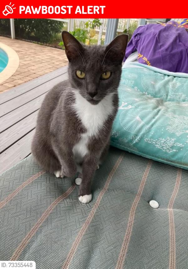 Lost Unknown Cat last seen Cunningham dr and inlet shores, New Smyrna Beach, FL 32168