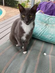 Lost Unknown Cat last seen Cunningham dr and inlet shores, New Smyrna Beach, FL 32168