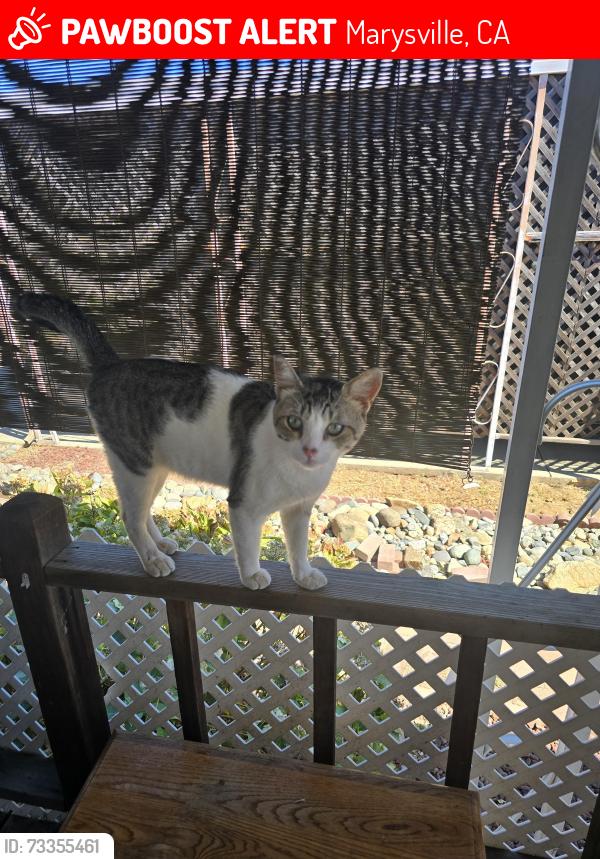 Lost Male Cat last seen N Beale, Marysville, CA 95901
