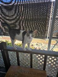 Lost Male Cat last seen N Beale, Marysville, CA 95901
