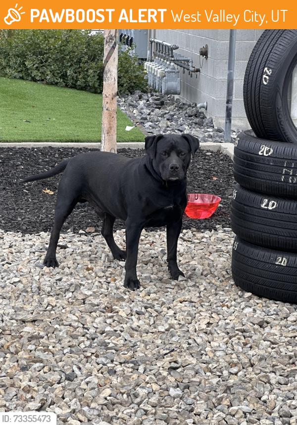 Found/Stray Male Dog last seen Near constitution buelevars, West Valley City, UT 84120