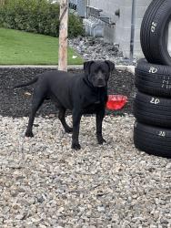 Found/Stray Male Dog last seen Near constitution buelevars, West Valley City, UT 84120