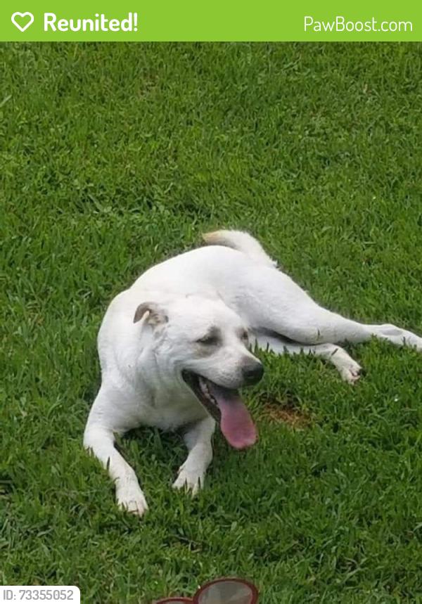Reunited Male Dog last seen Near Chickasaw Dr, Montgomery, TX 77316, USA, Montgomery, TX 77316