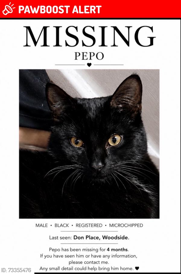 Lost Male Cat last seen , Woodside, Scotland AB24 2SF