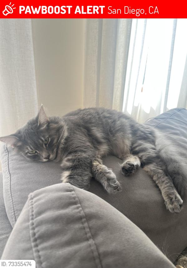 Lost Male Cat last seen Greshem & Wilbur, San Diego, CA 92109