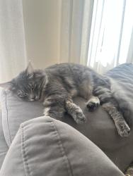 Lost Male Cat last seen Greshem & Wilbur, San Diego, CA 92109