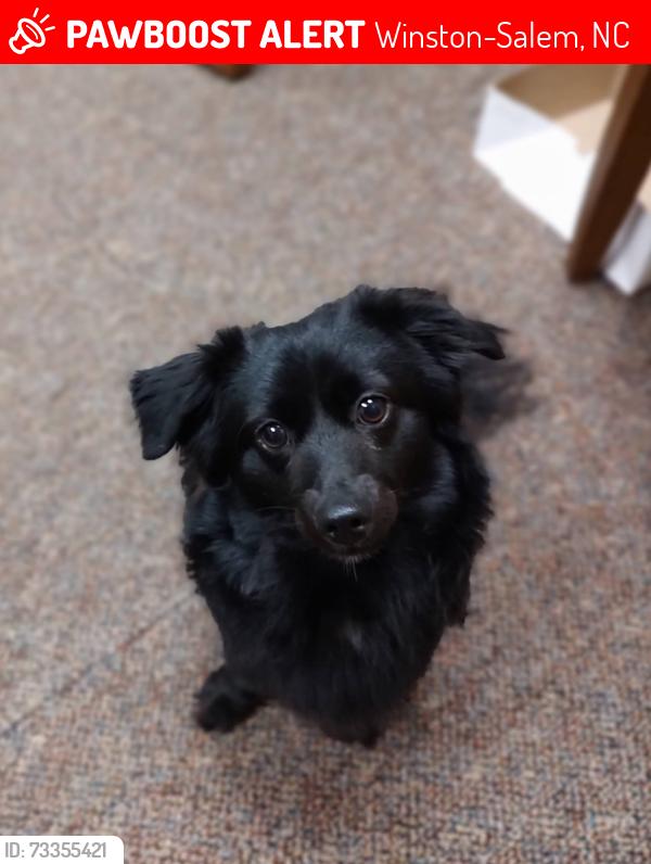 Lost Male Dog last seen Skyline apmts Martin Luther king jr, Winston-Salem, NC 27107