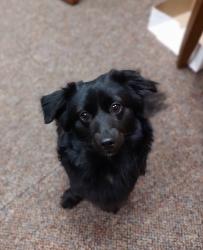 Lost Male Dog last seen Skyline apmts Martin Luther king jr, Winston-Salem, NC 27107