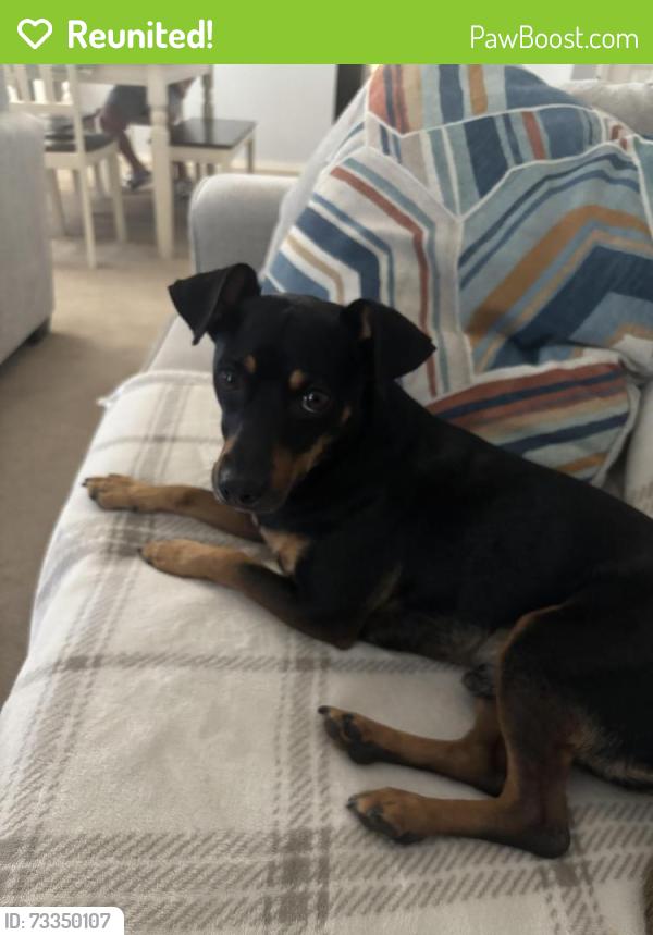 Reunited Male Dog last seen Eastlake High school, Emerald Park, Horizon City, TX 79928