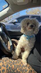 Lost Male Dog last seen At the corner of st Charles and Fredrica ave, Jackson, MS 39209