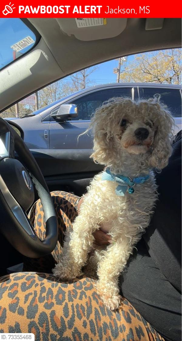 Lost Male Dog last seen At the corner of st Charles and Fredrica ave, Jackson, MS 39209