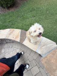 Reunited Male Dog last seen Parkview ct, Archdale, NC 27263